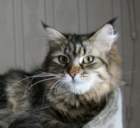 nikolina_ch_02052010f1_small.jpg
