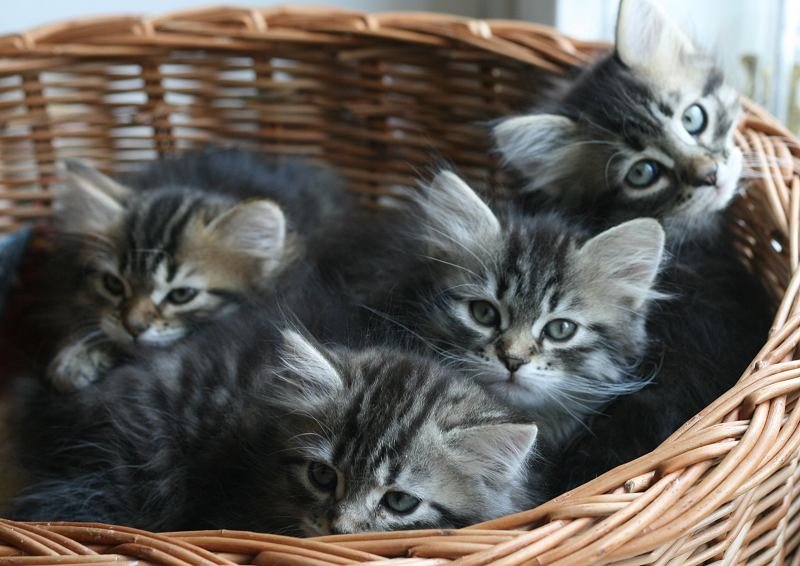 opennut7viikkoaokittens7weeks.jpg