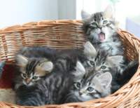 opennut7viikkoaokittens7weeks12_small.jpg