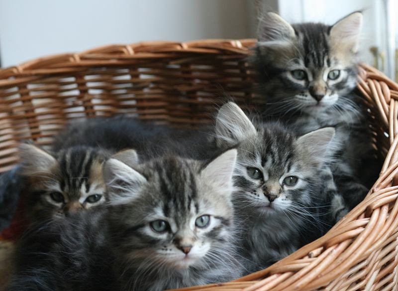 opennut7viikkoaokittens7weeks13.jpg