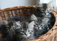 opennut7viikkoaokittens7weeks13_small.jpg