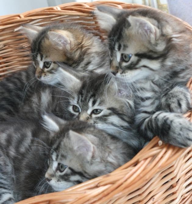 opennut7viikkoaokittens7weeks14.jpg