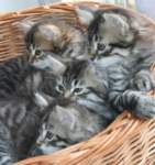 opennut7viikkoaokittens7weeks14_small.jpg