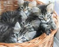 opennut7viikkoaokittens7weeks15_small.jpg