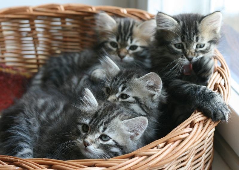 opennut7viikkoaokittens7weeks16.jpg