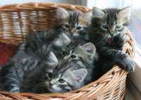opennut7viikkoaokittens7weeks16_small.jpg
