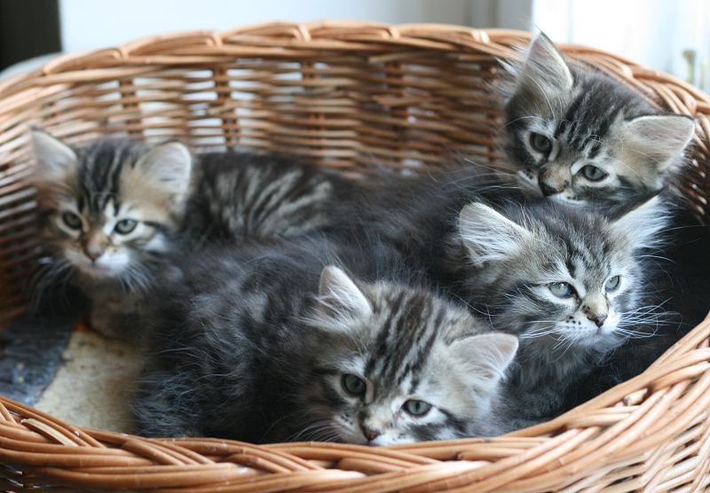 opennut7viikkoaokittens7weeks3.jpg