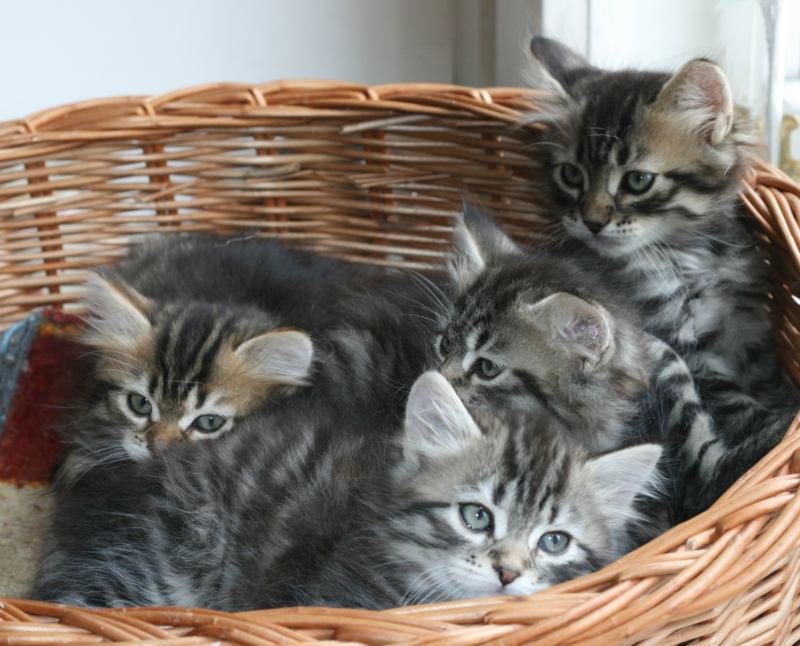 opennut7viikkoaokittens7weeks5.jpg