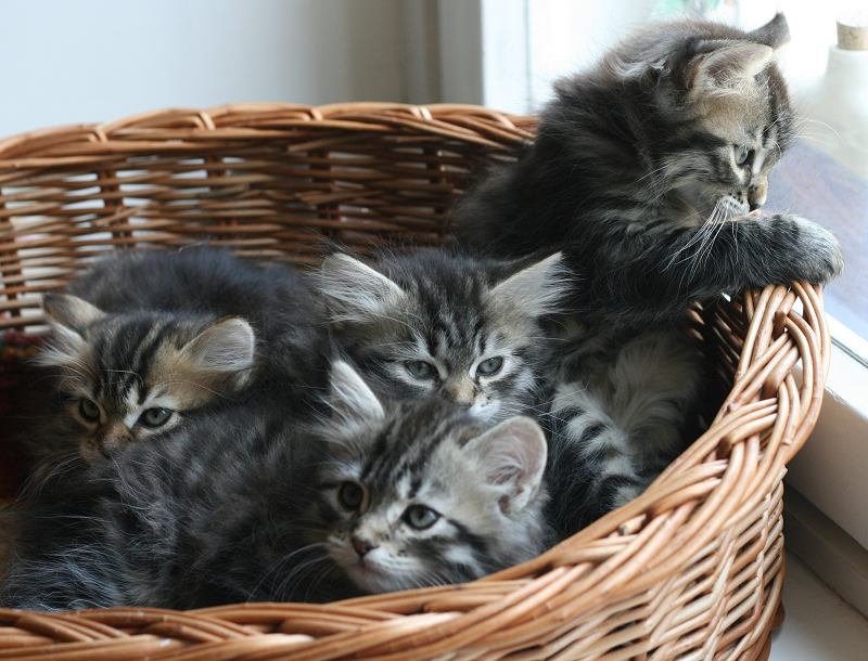 opennut7viikkoaokittens7weeks7.jpg