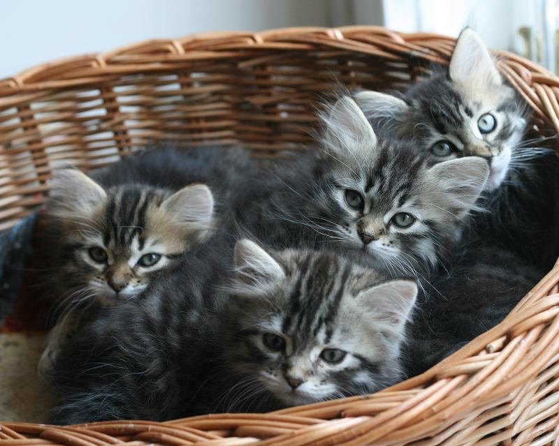 opennut7viikkoaokittens7weeks8.jpg